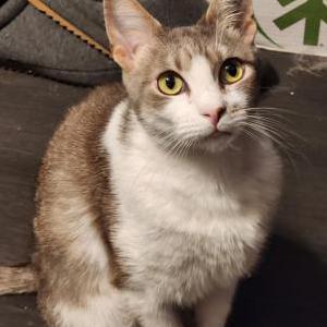 Image of Poe, Lost Cat