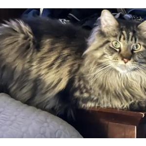 Image of Cairo, Lost Cat