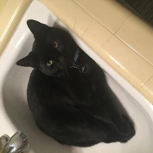 Lost 2 Punk (NC)
