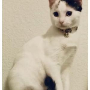 Image of Lily, Lost Cat