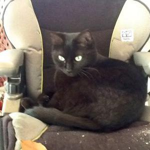 Image of Miss Marie, Lost Cat