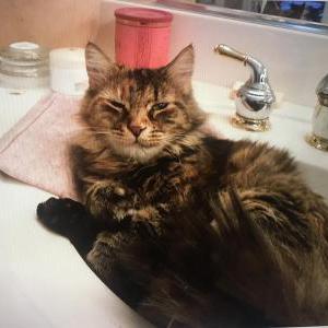 Lost Cat Lilly