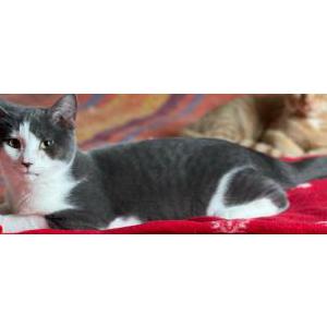 Image of Fluffy, Lost Cat