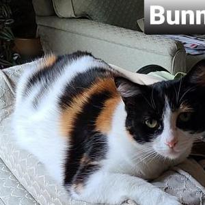 Image of Bunny, Lost Cat
