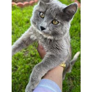 Found Cat Unknown