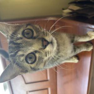 Lost Cat Gladys