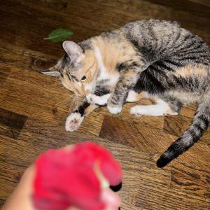 Image of Trix, Lost Cat