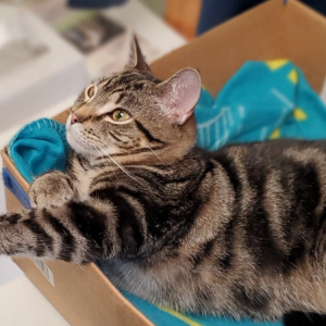 Lost Cat Harry