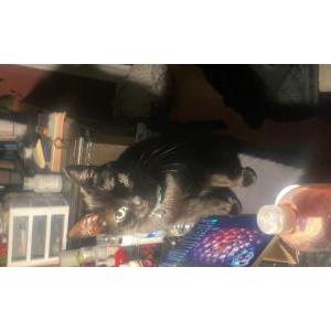 Image of Aerith (black cat), Lost Cat