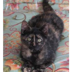 Lost 2 Purrkey (NY)