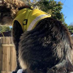 Lost 2 Chai Ketthavong (FL)