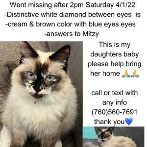 Lost Cat Mitzy