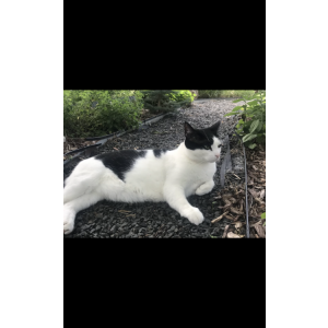 Lost Cat Simon