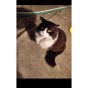 Lost Cat Buckwheat