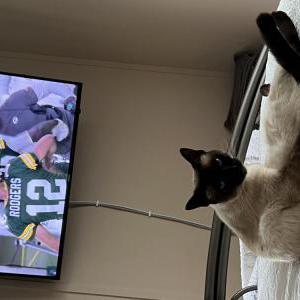 Image of Laya, Lost Cat