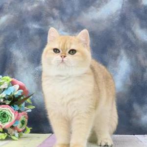 Image of Zippi, Lost Cat