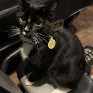 Lost Cat Boo