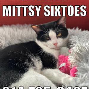 Lost Cat Mittsy