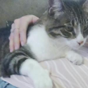 Lost Cat Cicon