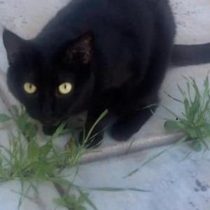 Lost Cat Boo (Gilbert AZ)