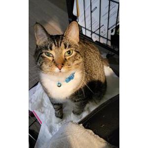Lost Cat Blue