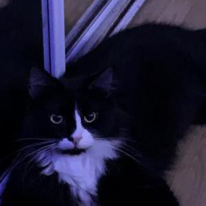 Lost Cat Onyx