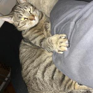 Lost Cat Mia