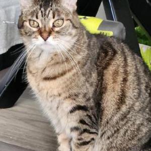 Lost Cat Molly