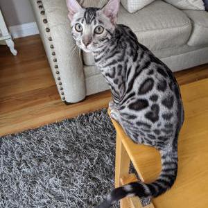Image of Thibault (Teebow), Lost Cat
