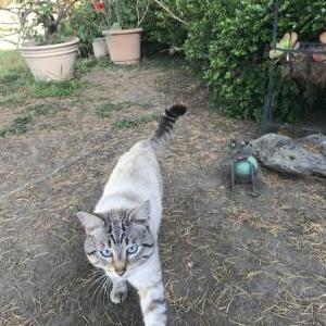Image of Stinky, Lost Cat