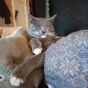 Image of Sootie, Lost Cat
