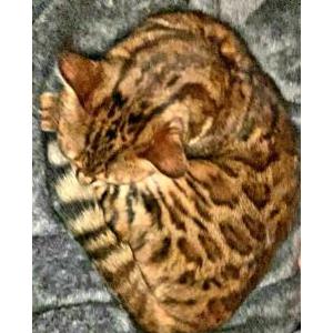 2nd Image of Luna - Eiffelle, Lost Cat