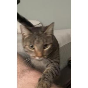 Lost Cat Scout