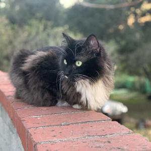 Lost Cat Baby Jag