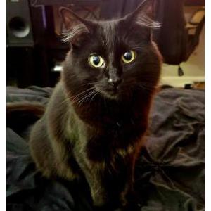 Lost Cat Pickles