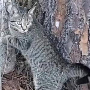 Image of Lillie, Lost Cat