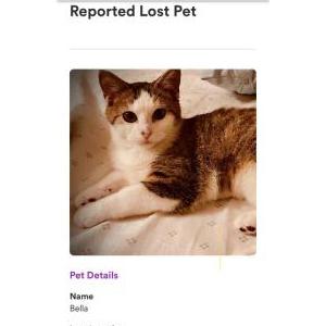 Lost Cat Bella