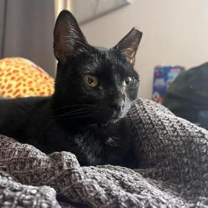 Image of Eave, Lost Cat