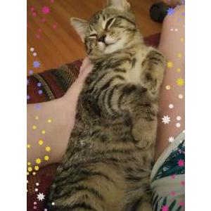 Image of Major, Lost Cat