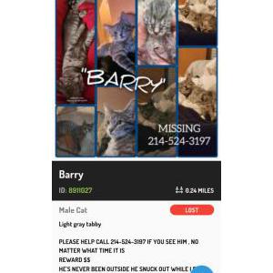 Lost Cat Barry
