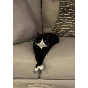 Image of Kiki, Lost Cat