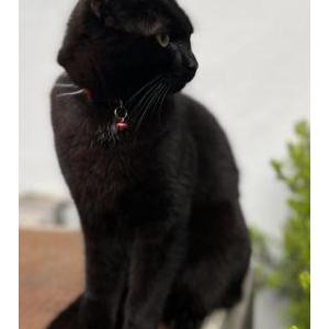 Lost Cat Salem