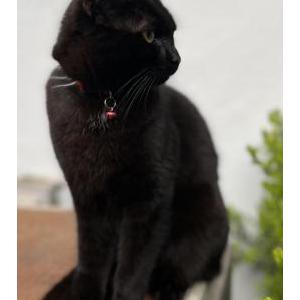 Lost Cat Salem