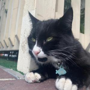 Lost Cat Roberto