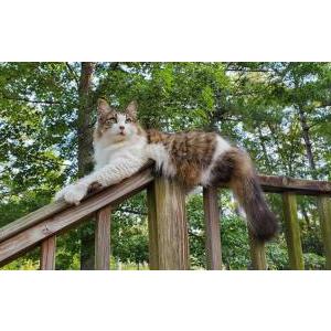 Image of Rudy, Lost Cat
