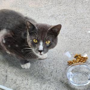 Found Cat Unknown