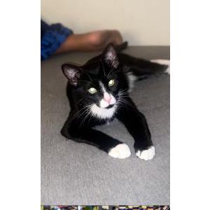 Lost Cat Oreo