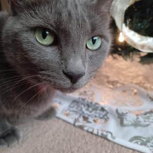 Lost Cat Calypso