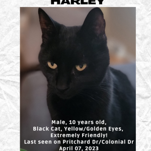 Lost Cat Harley
