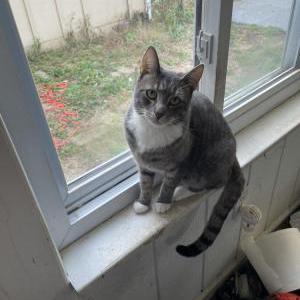 Lost Cat daisy